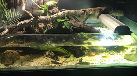 aquarium Aquarium tortue