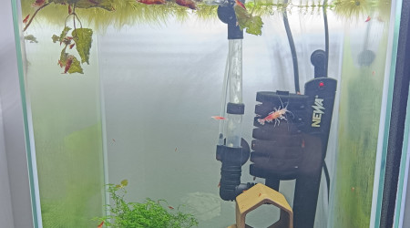 aquarium Crevettes Santa