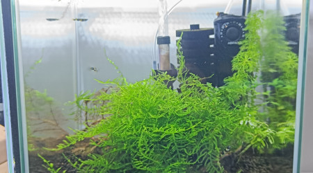 aquarium Killis clown