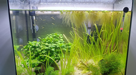 aquarium 50 litres
