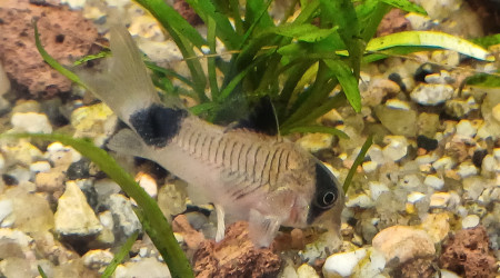 Corydoras panda