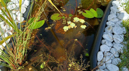 aquarium Bassin 150 litres