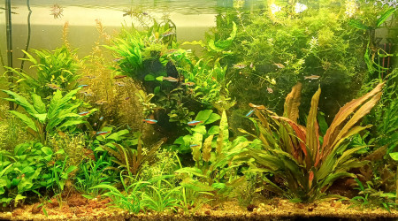 aquarium Communautaire