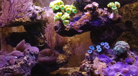 aquarium Recifal