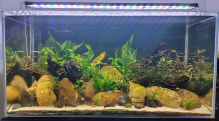 aquarium 112l