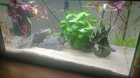 aquarium Tropical