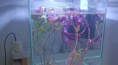 aquarium Nursery