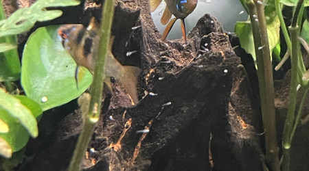 Nage libre pour les alevins de ramirezi