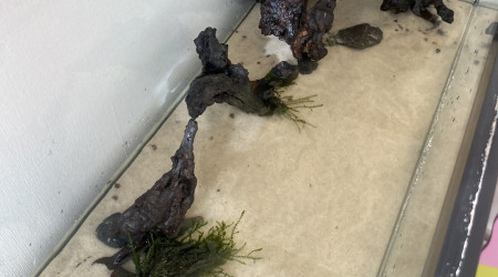 aquarium Aquarium communautaire