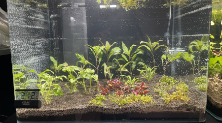 aquarium Trichogaster chuna