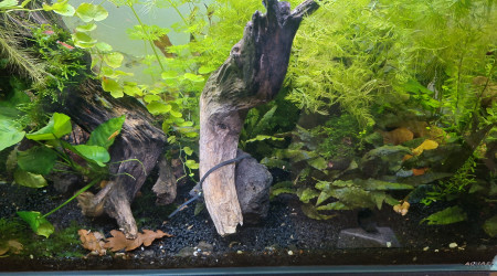 Tout corps plongé dans un liquide subit une poussée...