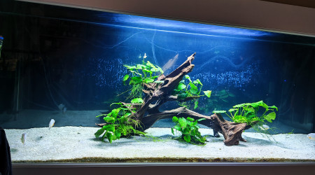 aquarium Aqua pira