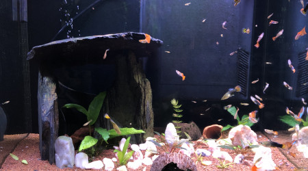 aquarium Guppy