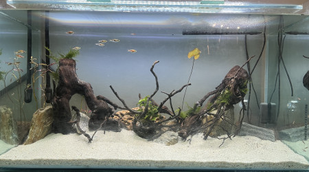 aquarium Scape asiatique