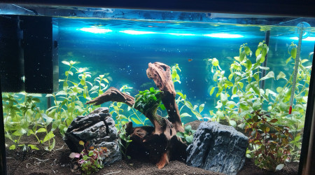 aquarium Lgn