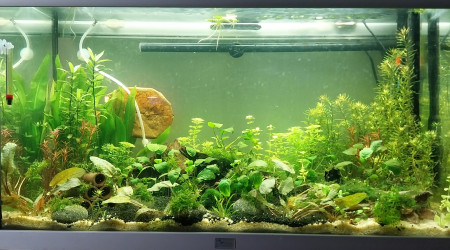 aquarium Le monde de Yoshi
