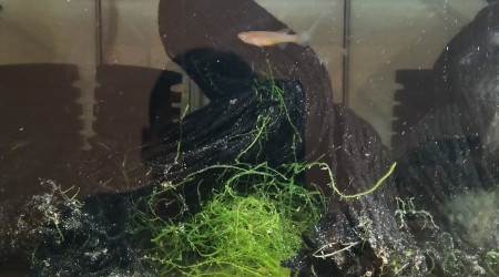 aquarium 431 01 Couple Fundulopanchax nigerianus Innidere