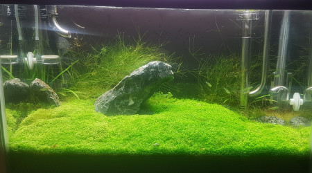 aquarium Furyohin - brocoli paradise