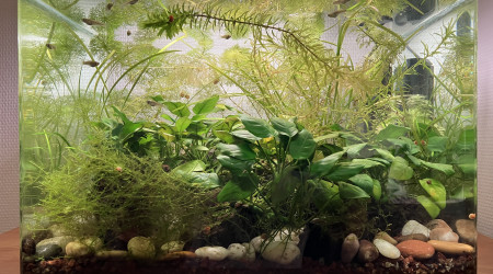 aquarium Impérial Gambusia