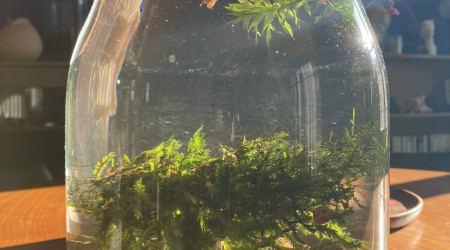 aquarium Jarrarium