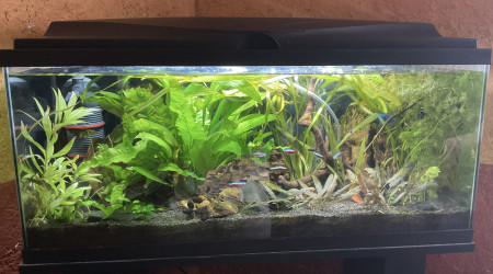 aquarium Aquarium de 80L