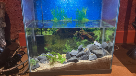 aquarium Aquarium de quarantaine et hopital