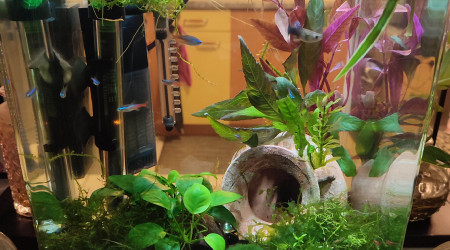 aquarium Nano