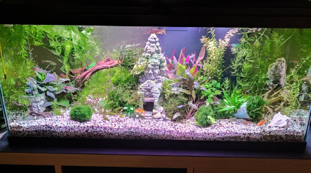 aquarium 80 L