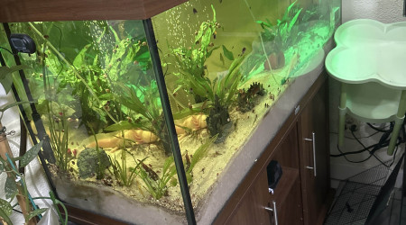 aquarium Jbl