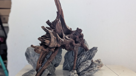 aquarium Aquascape 2025