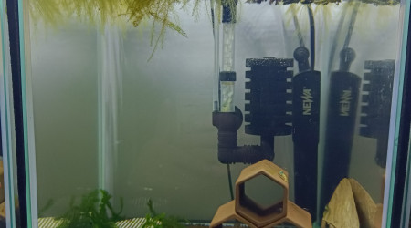 aquarium Crevettes morsura blue