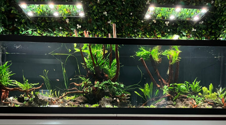 aquarium 1000 litres Apistos et autres