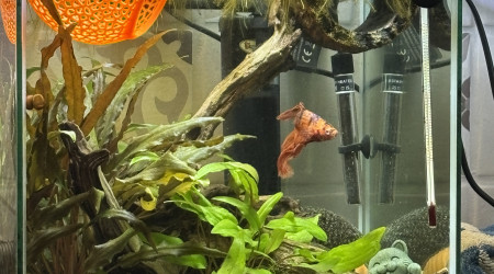 aquarium ZOLUX betta kub 15 Spike