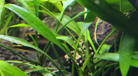 Ponte des pelmato en direct.