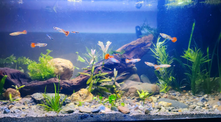 aquarium Mon aquarium