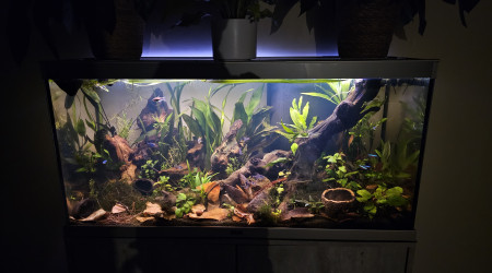 aquarium 200L Amérique du Sud