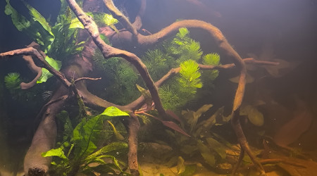 aquarium Bac asiatique