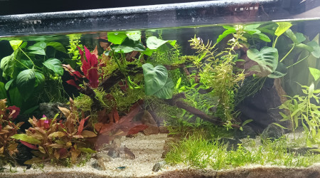 Stabilisation du po4