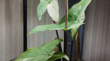 Déplacée dans ma chambre