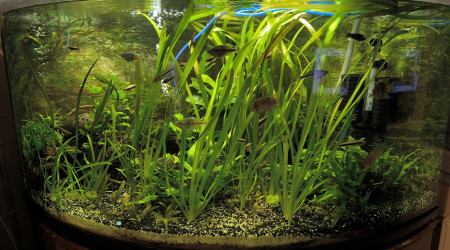 aquarium Aquarium communautaire