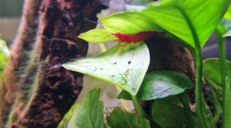 Neocaridina davidi