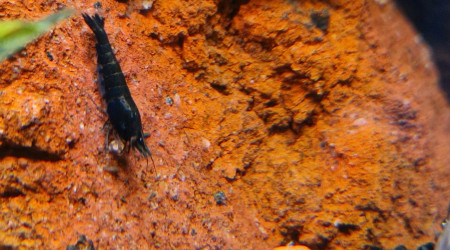 Neocaridina davidi