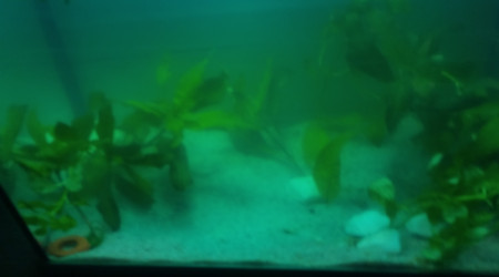 aquarium 40l Ramirezi full planté
