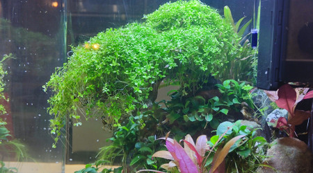 aquarium Nano Bonsai