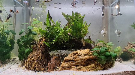 aquarium Aquarium Bureau