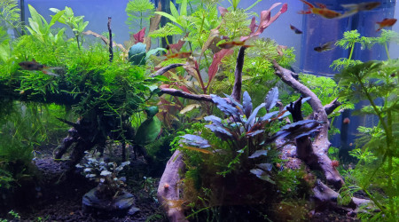aquarium Aquarium communautaire 60