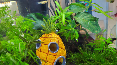 aquarium Aquarium mini