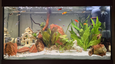 aquarium LE CANYON  OCCITAN