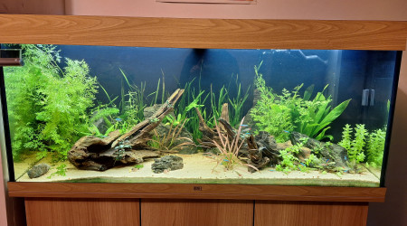 aquarium Mon tout premier