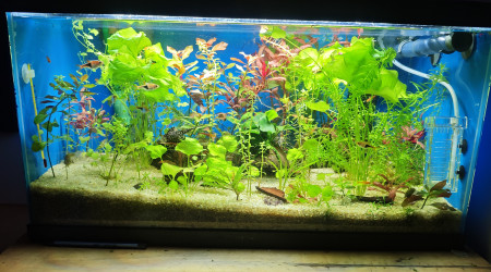 aquarium Aqua 1